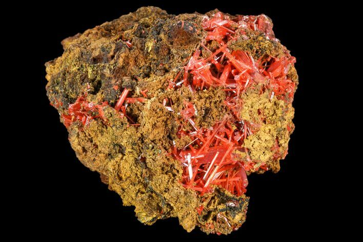 Bright Orange Crocoite Crystal Cluster - Tasmania #106804